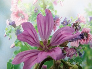 Fleur de Mauve en arbre